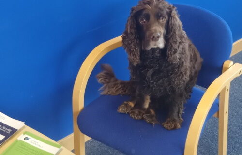 a dog called Lucy